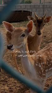 pin by rahaf alosaimi on an in 2021 love quotes wallpaper really funny pictures abstract art wallpaper