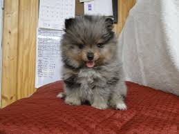 Located in beautiful campton hills township of saint charles, il. Blue Merle And Tan Pomeranian Off 61