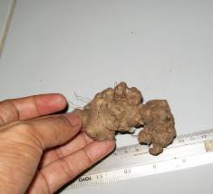 Image result for Gynura pseudochina