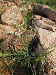 Image result for Polycarpaea corymbosa