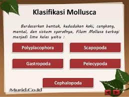 Jelaskan cara hewan mollusca bereproduksi ! Klasifikasi Dan Kelas Mollusca Beserta Ciri Contoh Lengkap Murid Co Id