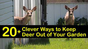 Herein, will coffee grounds keep deer away? 20 Clever Ways To Keep Deer Out Of Your Garden