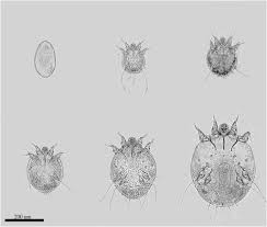 Image result for Sarcoptes scabiei life cycle