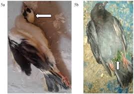 These viruses infect birds and — rarely — spread among humans. Animals Free Full Text Role Of Pigeons In The Transmission Of Avian Avulavirus Newcastle Disease Genotype Viid To Chickens Html