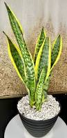 Image result for Vahadenia laurentii