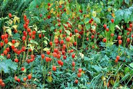 Lampionblumen Dekorative Gartenstauden Lampionblume Physalis Pflanzen Garten Pflanzen