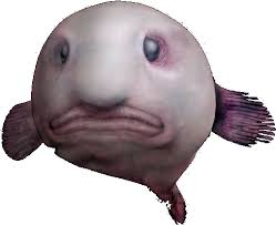 Blobfish is a real name. Download Hd Blobfish Underwater Transparent Png Image Nicepng Com