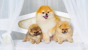 Find the perfect pomeranian puppy stock photos and editorial news pictures from getty images. Pomeranian Puppies Cute Pictures And Facts Dogtime