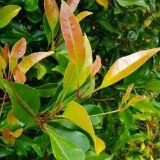 Check spelling or type a new query. Daun Cengkeh Segar Kaya Manfaat 100gram Shopee Indonesia
