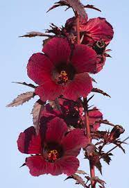 Ideally suited to the landscape, this drought and heat resistant variety also combines well in containers with other vigorous. Hibiscus Mahogany Splendor Photograph By Zina Stromberg