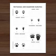 Arbeitsbogen Trittsiegel Der Raubtiere Europas Mit Den Spuren Von Hundeartigen Wie Wolf Dachs Waschbar Braunbar Und Illustration Design Raubtiere Tierspuren