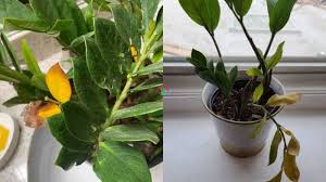 Ships safely to your home · quality guaranteed · wholesale plants Signs Of An Underwatered Zz Plant And How To Revive It Garden For Indoor