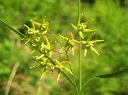 Image result for Vincetoxicum tenuipedunculatum