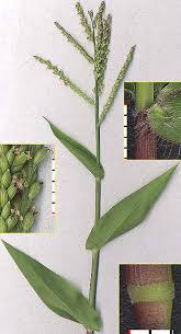 Image result for Urochloa arrecta