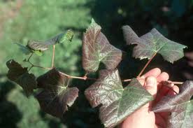 Image result for Grapevine leafroll virus