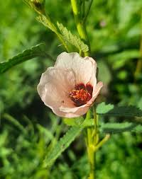 Image result for Pavonia clathrata