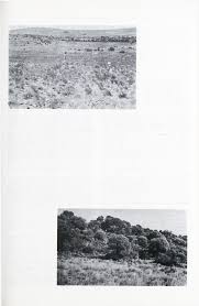 Image result for Pegolettia retrofracta