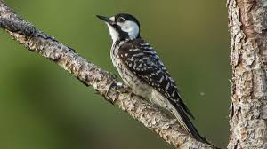 It has even been known to catch. Woodpeckers Partner With Fungi To Build Homes Science Aaas