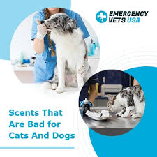 Many essential oils — including lavender oil — are toxic to cats and should never be given to cats orally or applied topically, in my opinion. Scents That Are Bad For Cats And Dogs Is Burning Incense Safe