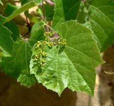 The leaves themselves taste like citrus fruit and can be eaten raw in salads or cooked. Las Aventuras The Wild Grape