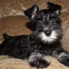 Available Pups Daniels Mini Schnauzers Schnauzer Puppy Mini Schnauzer Pup