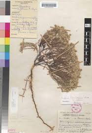 Image result for Helichrysum asperum