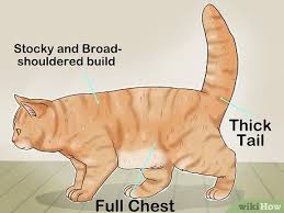 Yes, it manifests in a variety of shades in both felines and humans! 3 Ways To Identify A British Shorthair Cat Wikihow