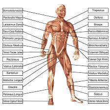 concepto o conceptual 3d anatomia humana y musculo aislaron sobre fondo blanco como una metafora al cuerpo tendones man anatomy anatomy images human anatomy