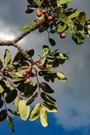 Image result for Ekebergia benguelensis