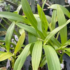 Image result for Liparis bowkeri