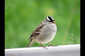 Jun 08, 2021 · snowbirds reiterate call to end mandatory hotel quarantine news provided by. Dark Eyed Juncos White Crowned Sparrows Not All Snowbirds 6 Photos Bradford News