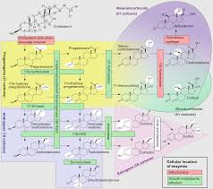 The Straight Dope On Cholesterol Part I Peter Attia