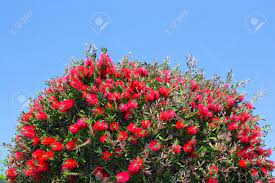 The netleaf hackberry is drought tolerant and able to thrive in variety of soil types. Rote Blumen Auf Baumen In Kalifornien Lizenzfreie Fotos Bilder Und Stock Fotografie Image 76241487
