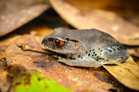 Image result for Lepidagathis andersoniana