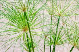 Image result for Cyperus papyrus