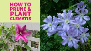 For the best display you'll need to know when to prune. Pruning Planting Caring For Clematis Great Garden Vines The Impatient Gardener Youtube