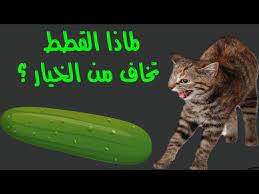 لماذا تخاف القطط من الخيار youtube architecture