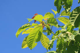 Image result for Handroanthus sp. near impetiginosus