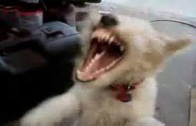 Baby Laughs Hysterically As Dog Pops Bubbles Videos Metatube