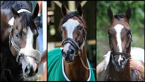 Live odds, betting, horse bios, travel info, tickets, news, and updates from churchill downs race track. Slideshow Meet The 2020 Kentucky Derby Contenders America S Best Racing