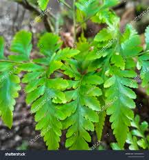 Fern Allies Photos, Images & Pictures