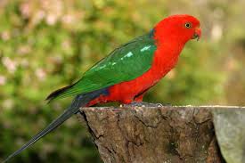 Birds That Start With Red All Wallpapers Australian King Parrots Bird Breeds Australian Parrots Parrot Pet