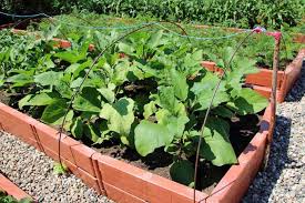 Eggplants growing in cold soil or exposed to chilly weather will sulk and potentially suffer from insect and disease problems. How To Grow And Care For Eggplant Gardener S Path