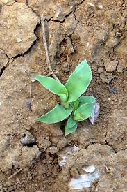 Image result for Urochloa reptans