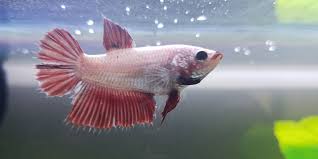 I bought a female veiltail betta fish and need ideas for names for her? 439 Amazing Betta Fish Names Male Female Bettafish Org