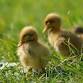 Author Visit with Carolyn Morris (+ ducklings!)