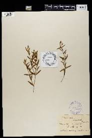 Image result for Chironia laxiflora