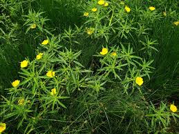 Image result for Oxycaryum