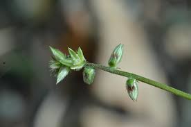 Image result for Pupalia micrantha
