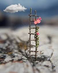 Pin By Mirana Sabir On Parihans Flower Tree Miniature Photography Cute Photography Beautiful Wallpapers